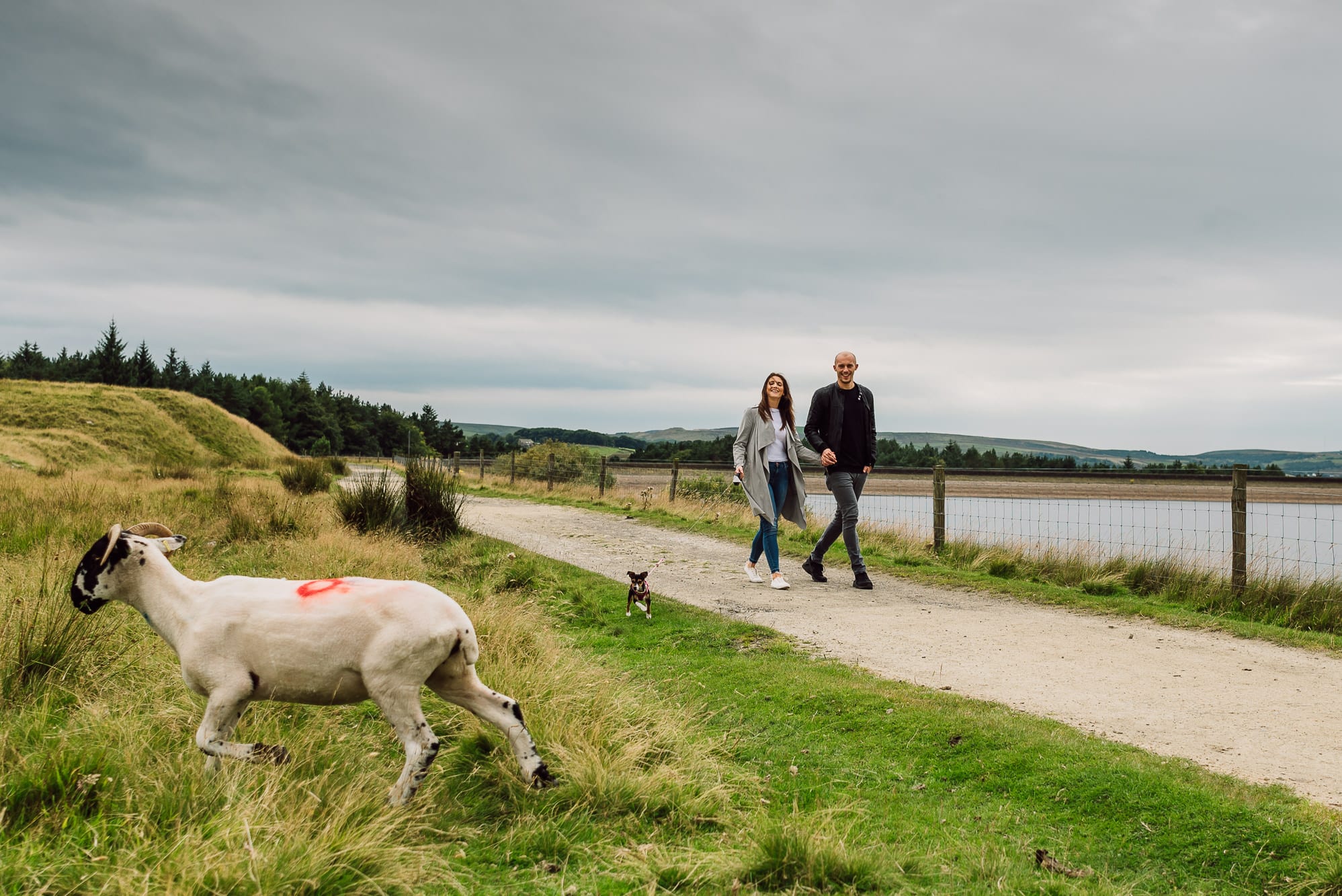 Close up to a sheep with couple walking behind