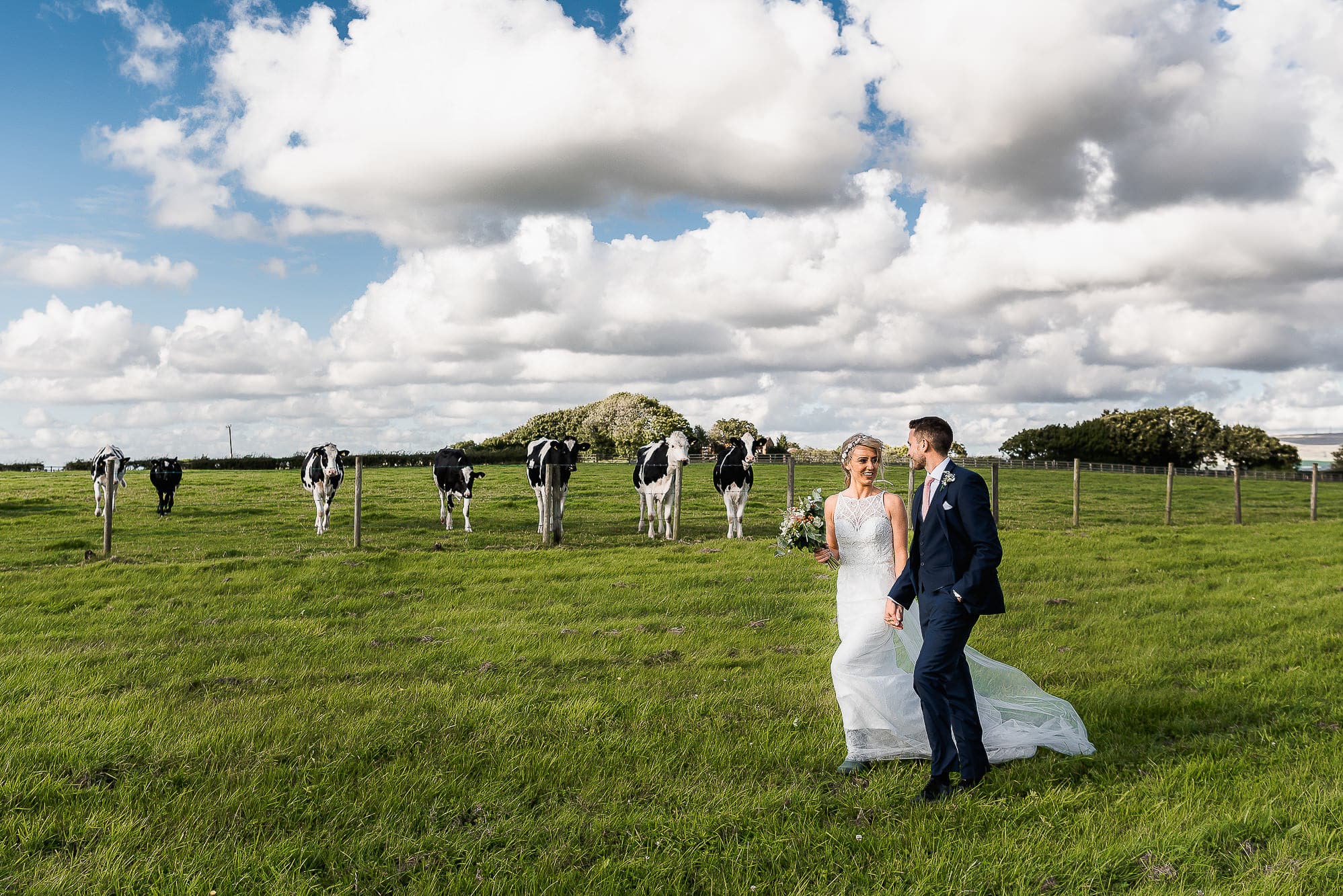 Bride and groom walking through field with cows looking on