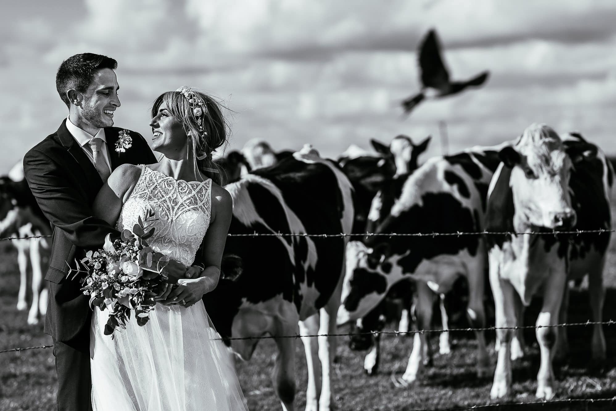 Bride and groom hugging with cows behind