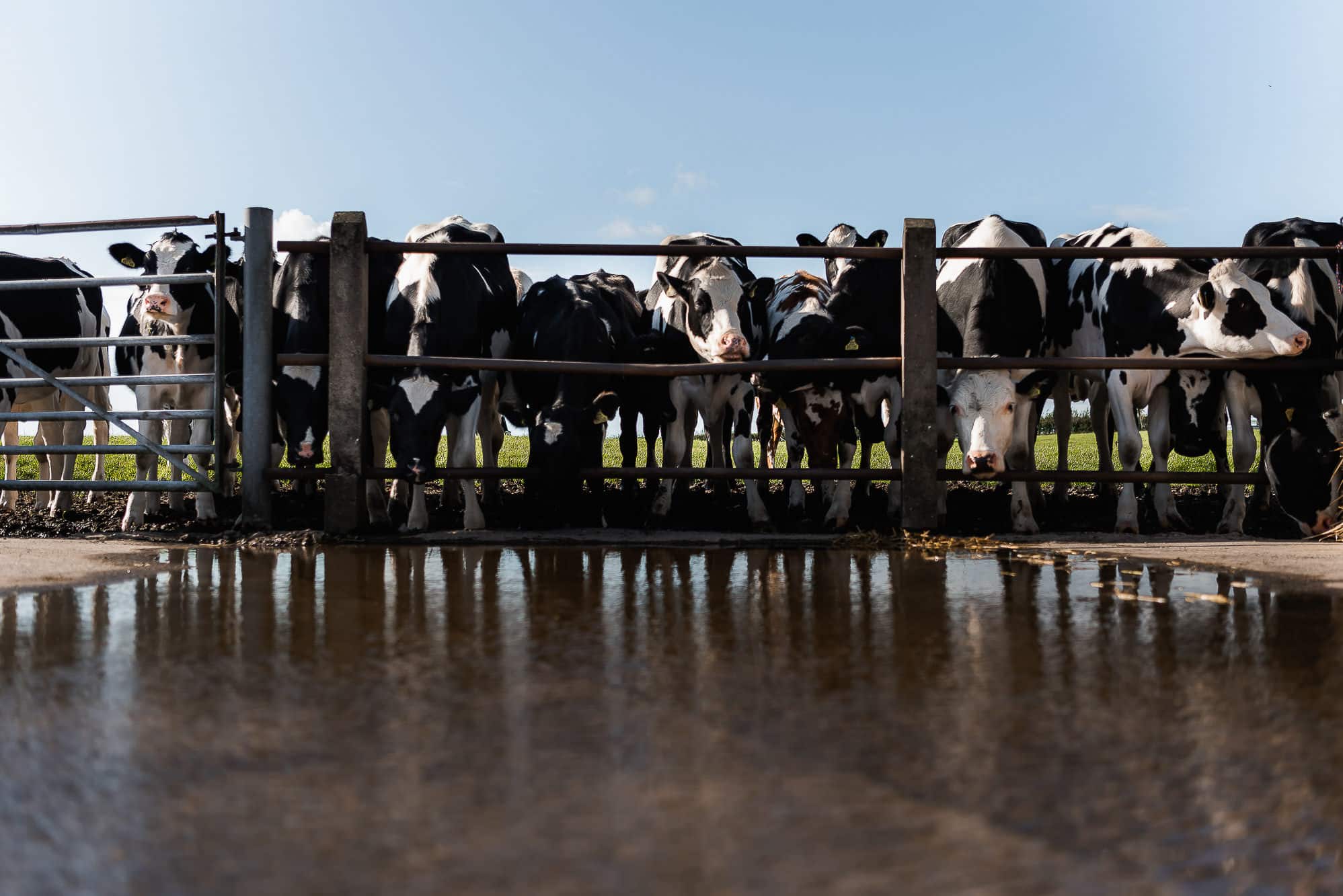 Cows at a gate