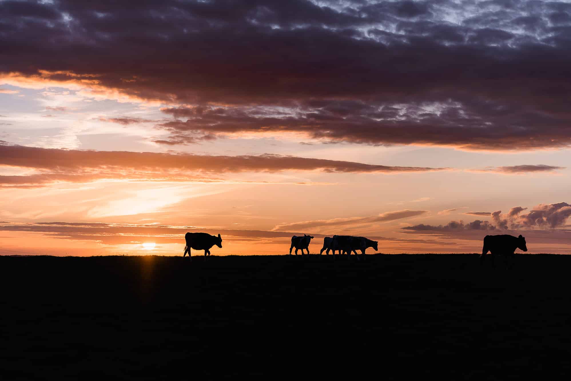 Cows in the field with a great sunset