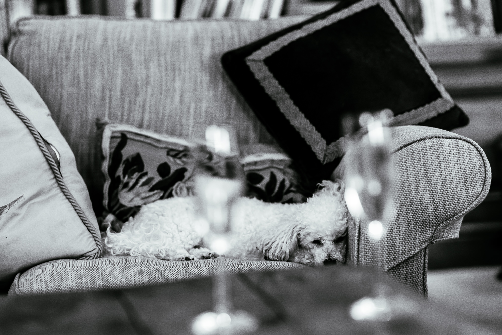 A photo of the brides dog