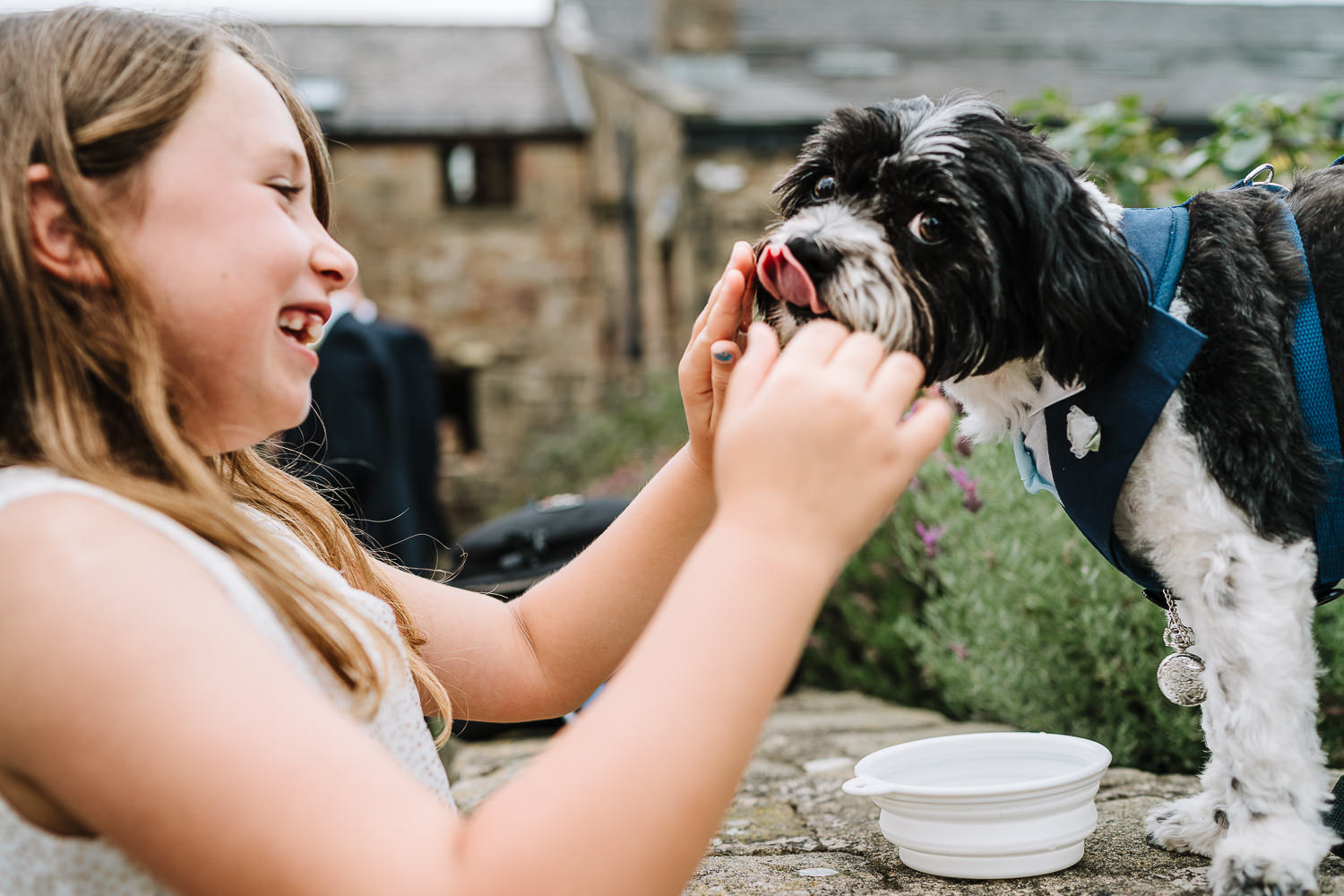 Dog at Beeston Manor